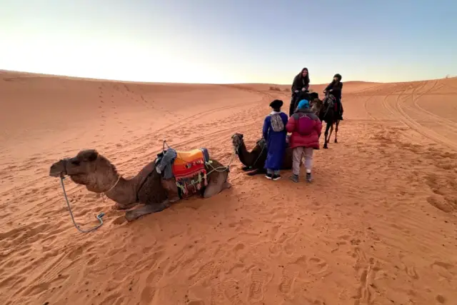Camellos descansando al amanecer al lado de un campamento entre las dunas de Merzouga